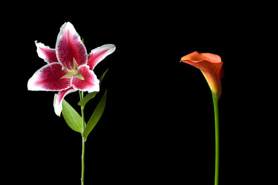 The beauty of flowers