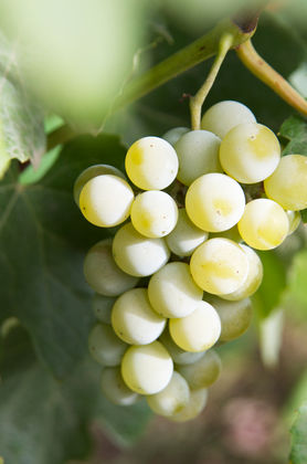 NW Vintner's Assoc - Oregon Wine Country Tour