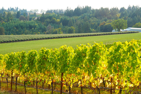 NW Vintner's Assoc - Oregon Wine Country Tour
