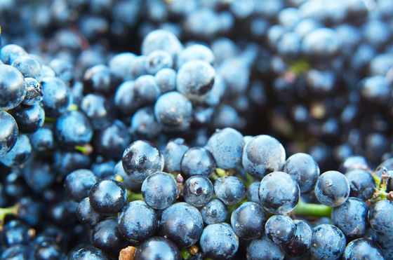 NW Vintner's Assoc - Oregon Wine Country Tour