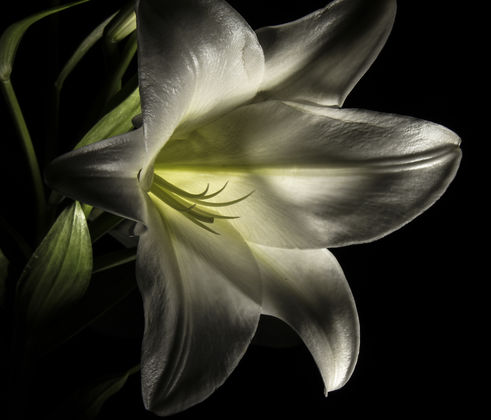 Lilly