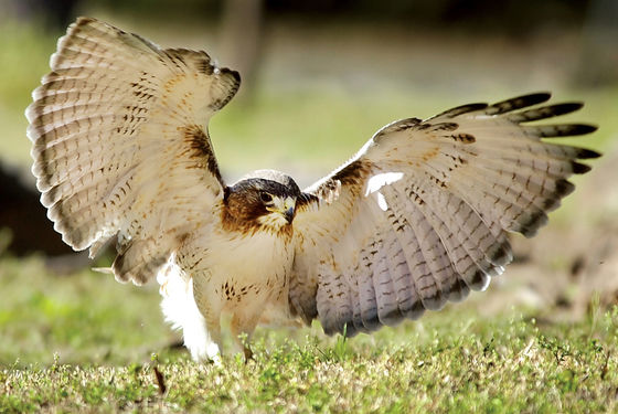 Photo 19 by Al Key Photography for Wildlife