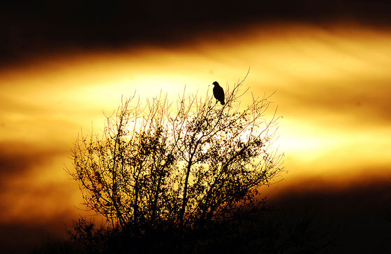 Photo 21 by Al Key Photography for Wildlife