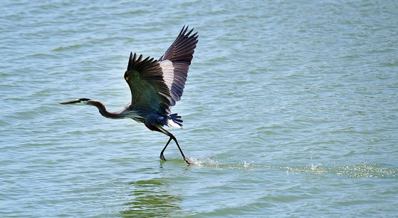 Photo 22 by Al Key Photography for Wildlife