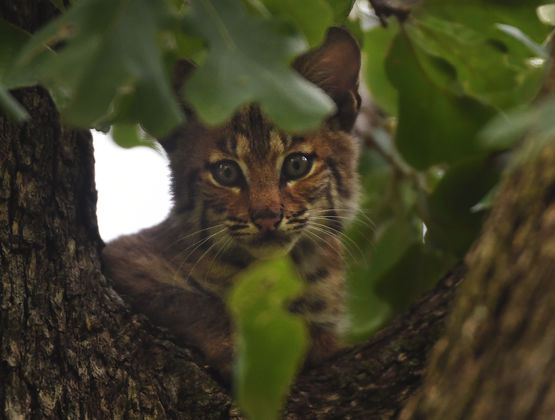 Photo 23 by Al Key Photography for Wildlife