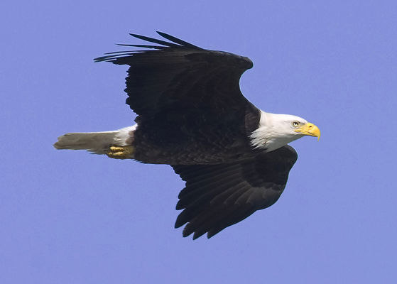 Photo 24 by Al Key Photography for Wildlife