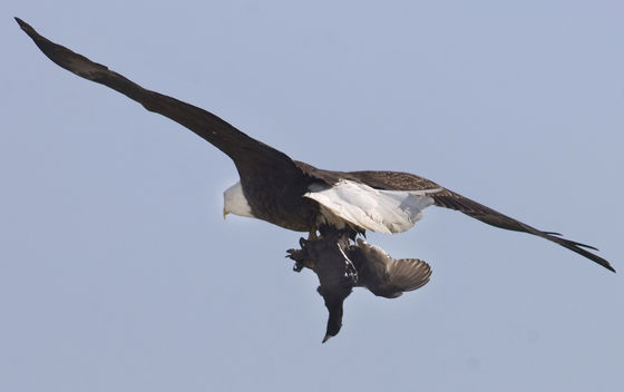 Photo 26 by Al Key Photography for Wildlife