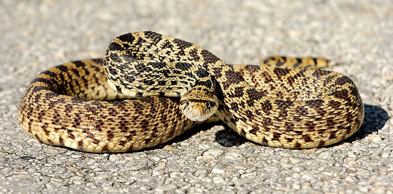 Photo 27 by Al Key Photography for Wildlife