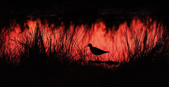 Photo 28 by Al Key Photography for Wildlife
