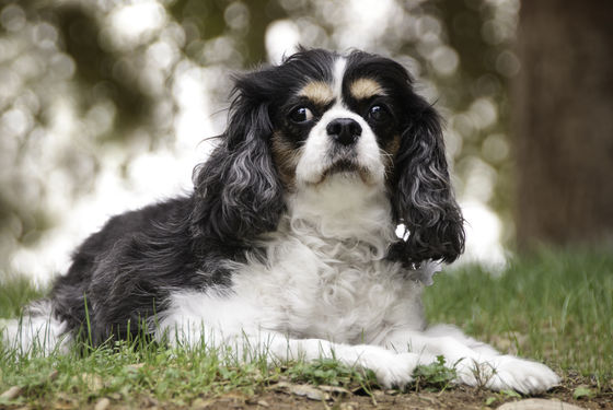 Photo 11 by Pet Charm Photography for Portfolio