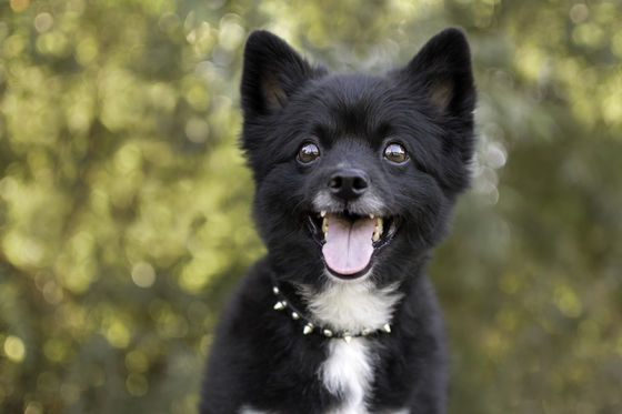 Photo 12 by Pet Charm Photography for Portfolio
