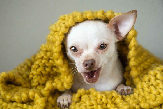 Photo 14 by Pet Charm Photography for Portfolio