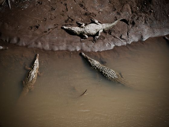 Photo 0 by Chenoa Ashton-Lewis for Nature