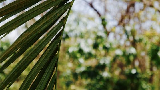 Photo 6 by Chenoa Ashton-Lewis for Nature