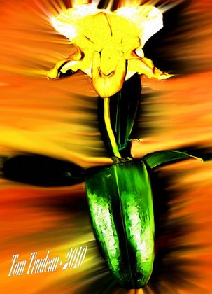 Orchid - Oil Painting by Tommi Trudeau.