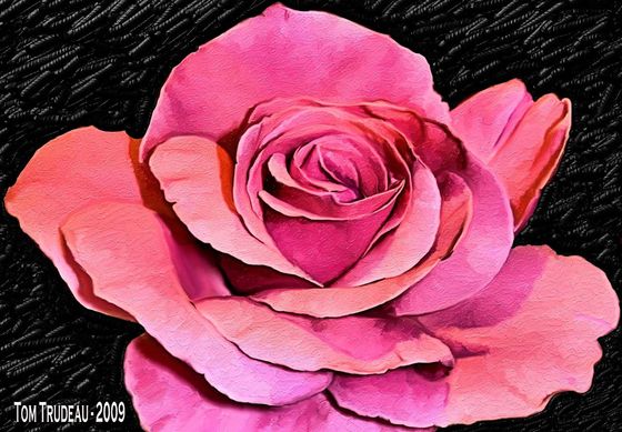 Rose - Oil Painting by Tommi Trudeau.