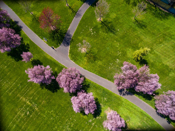 Park Blossoms