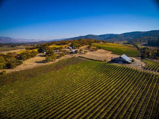 Vineyard