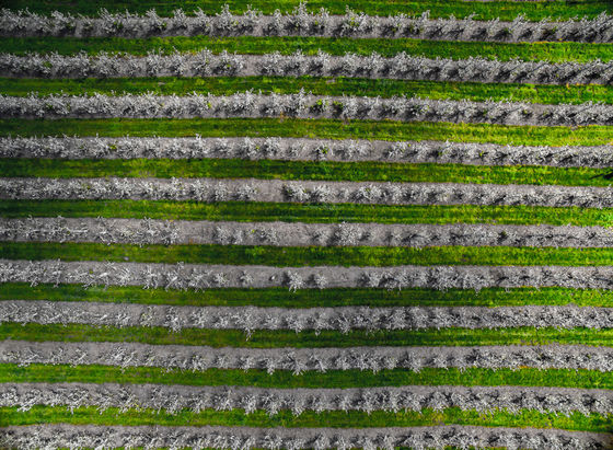 Pear Orchard