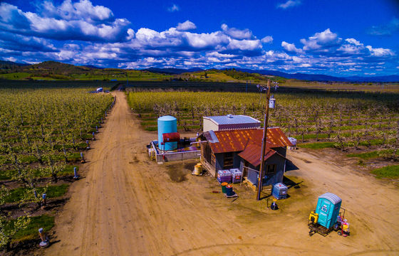 Pear Orchard