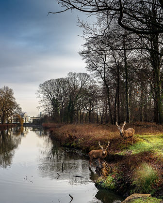 Stags on the Canal | Royal Bushy Park, London