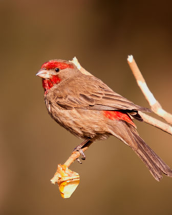 Photo 0 by Benjamin Ramirez for Bird Photography