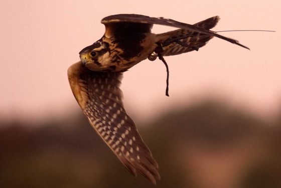 Photo 1 by Benjamin Ramirez for Bird Photography