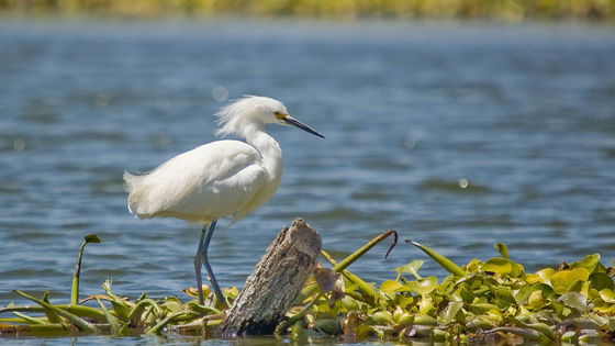 Photo 2 by Benjamin Ramirez for Bird Photography