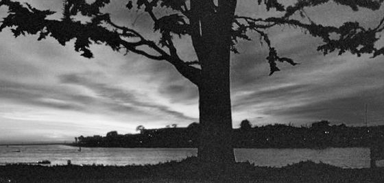 TREE OF LIFE (B/W)