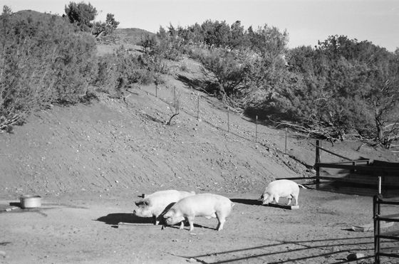 Farm Sanctuary 01 (Pigs)