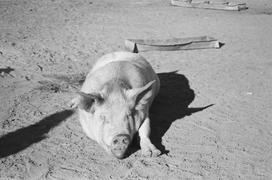 Farm Sanctuary 03 (Pigs)