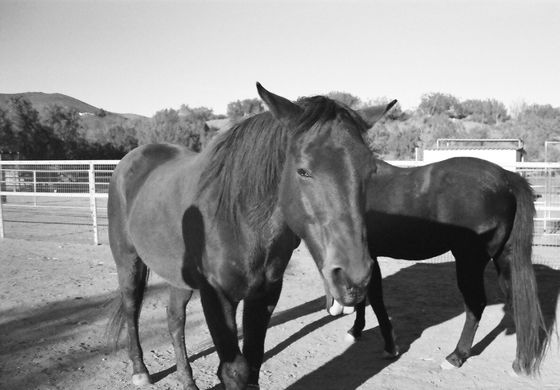 Farm Sanctuary 05 (Horses)