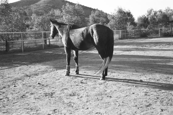 Farm Sanctuary 06 (Horses)