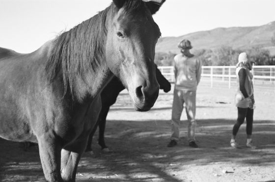 Farm Sanctuary 09 (Horses)