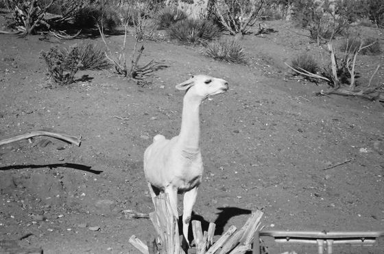 Farm Sanctuary 10 (Llama)