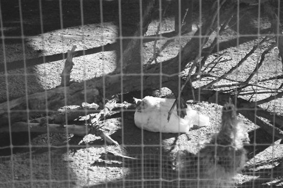 Farm Sanctuary 11 (Chickens)