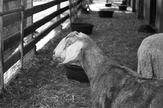 Farm Sanctuary 12 (Goat)
