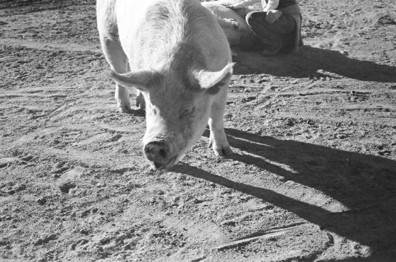 Farm Sanctuary 02 (Pigs)