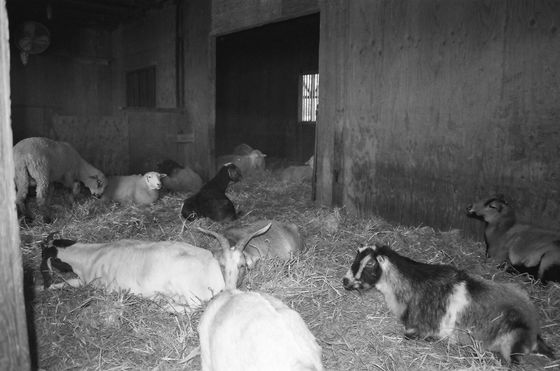 Farm Sanctuary 14 (Goats)