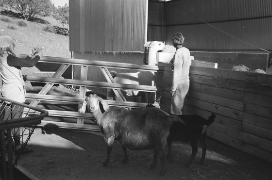 Farm Sanctuary 13 (Goat)